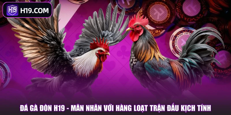 Đá Gà Đòn H19 - Mãn Nhãn Với Hàng Loạt Trận Đấu Kịch Tính