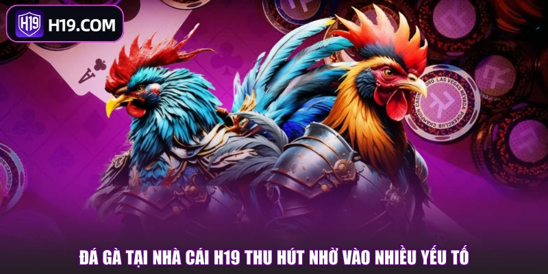 Đá Gà tại nhà cái H19 thu hút nhờ vào nhiều yếu tố