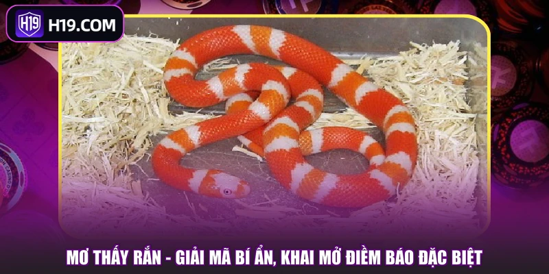 Mơ Thấy Rắn - Giải Mã Bí Ẩn, Khai Mở Điềm Báo Đặc Biệt