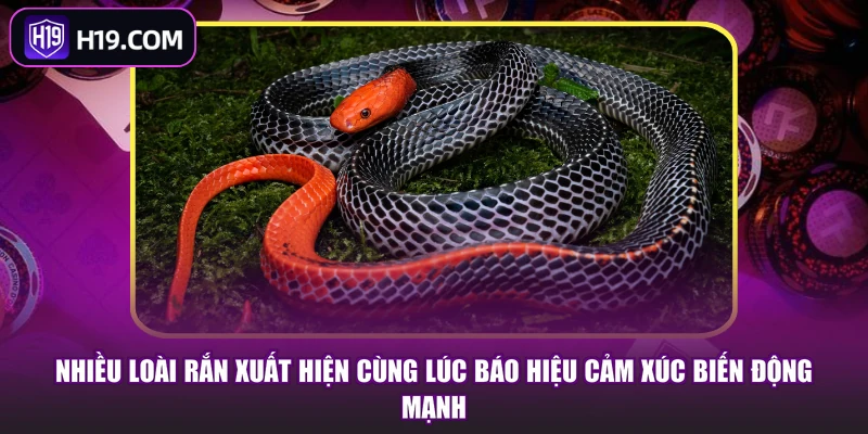 Nhiều loài rắn xuất hiện cùng lúc báo hiệu cảm xúc biến động mạnh